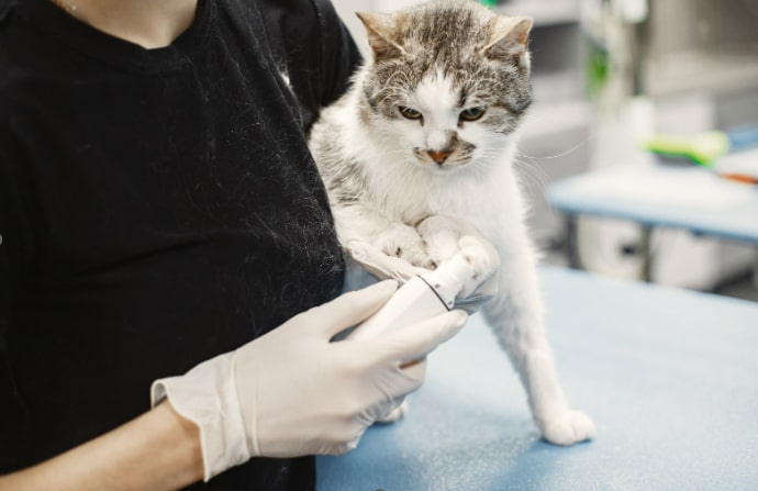 White and brown cat being examined by veterinary professional.