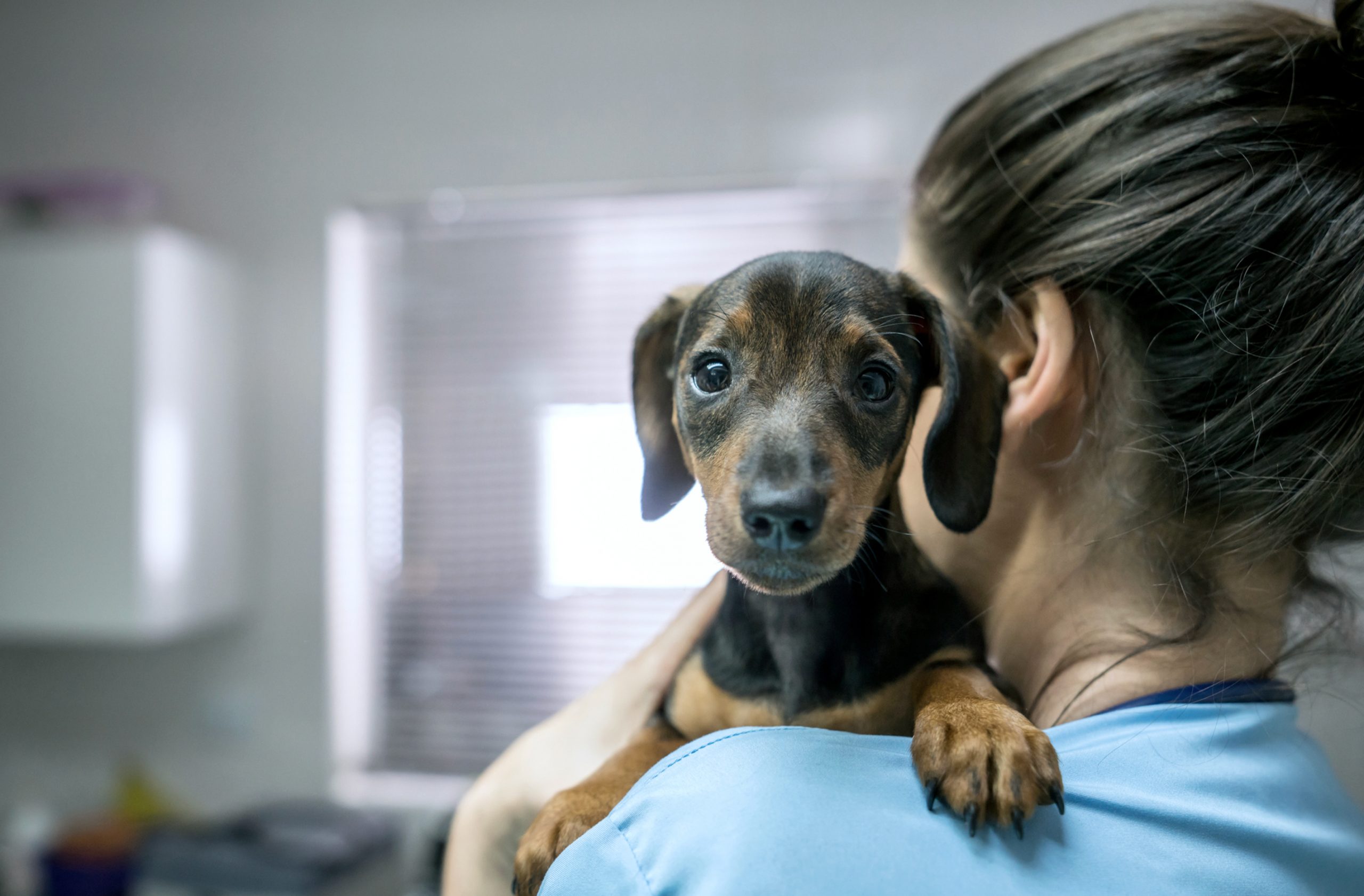veterinary-assistant-training-online-careerstep